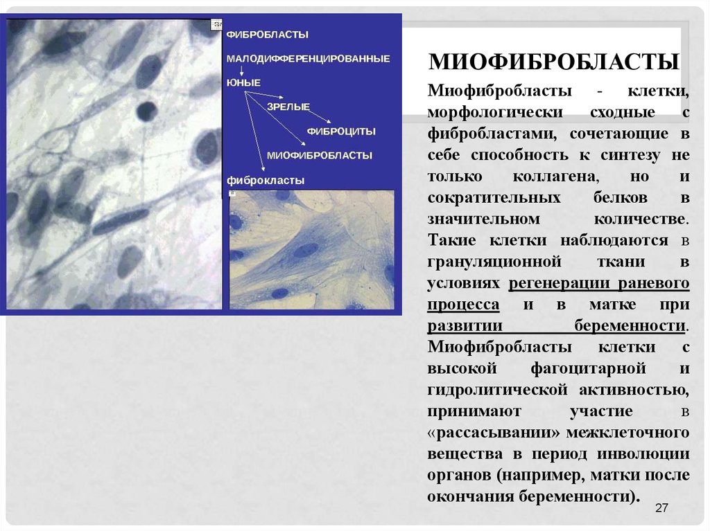 Морф характеристика. Миофибробласты гистология. Фиброцит функции гистология. Фиброкласты гистология строение. Фибробласты функции гистология.