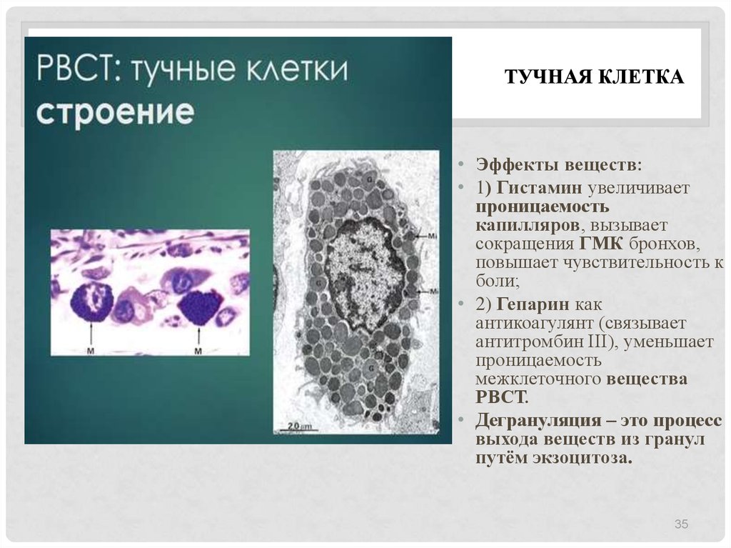 Тучные клетки это. Тучные клетки гистология функции. Функции тучных клеток (тканевых базофилов).. Тучные клетки соединительной ткани. Функции тканевые базофилы (тучные клетки, лаброциты).