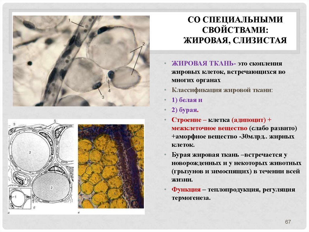 Жировая ткань рисунок