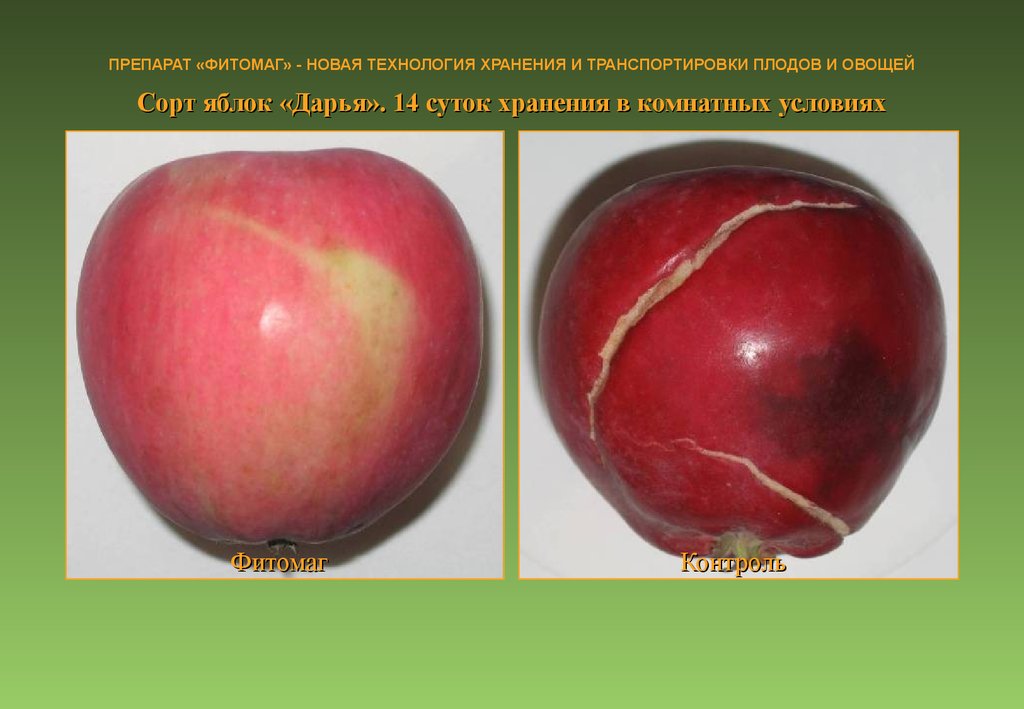 Влияет ли сорт яблок на скорость засушивания. Минирование плодов. Препарат Фитомаг.
