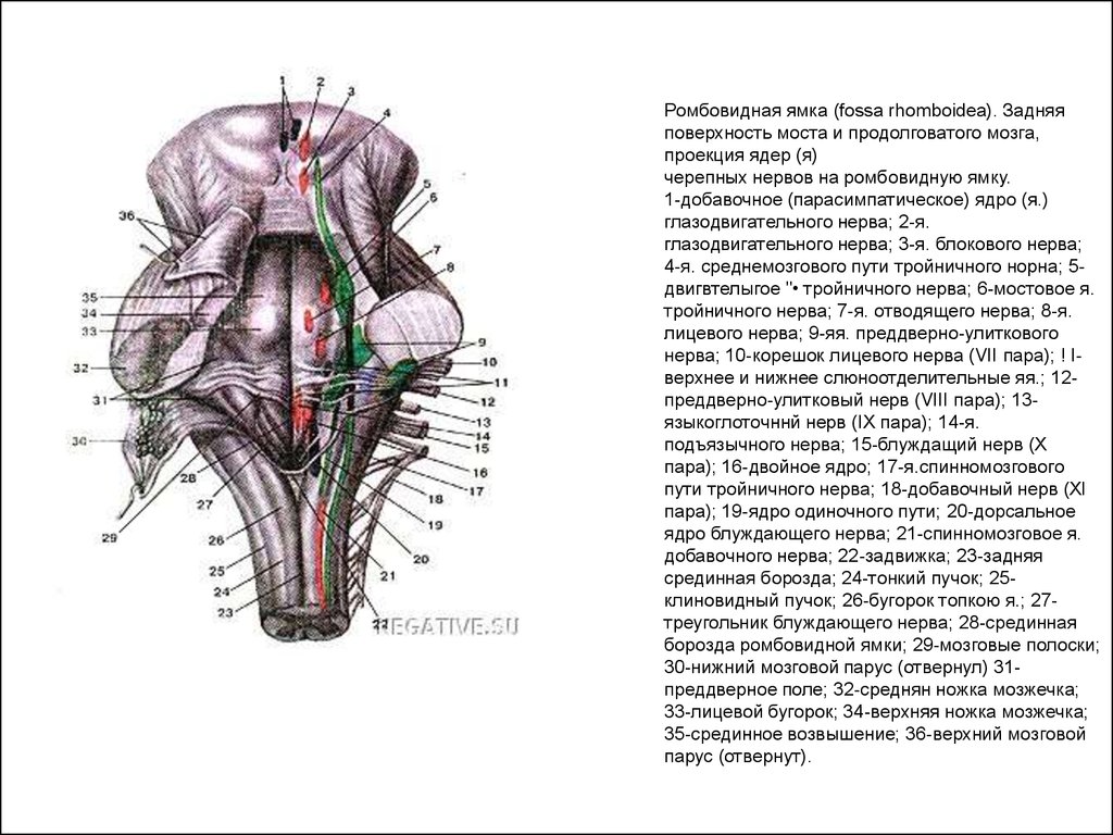 Черепные нервы моста. 4 Желудочек ромбовидная ямка. Ядра черепных:нервов 4 желудочек. Ядра черепных нервов в области среднего и ромбовидного мозга. Проекция ядер черепных нервов на ствол мозга.
