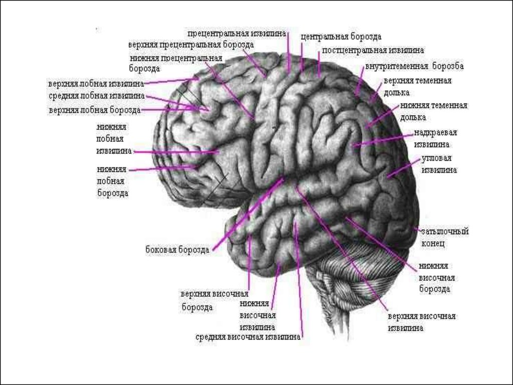 Значение извилин головного мозга. Борозды ВЕРХНЕЛАТЕРАЛЬНОЙ поверхности конечного мозга. Извилины Верхне-латеральной поверхности. Доли ВЕРХНЕЛАТЕРАЛЬНОЙ поверхности полушария большого мозга. Строение больших полушарий доли борозды извилины.