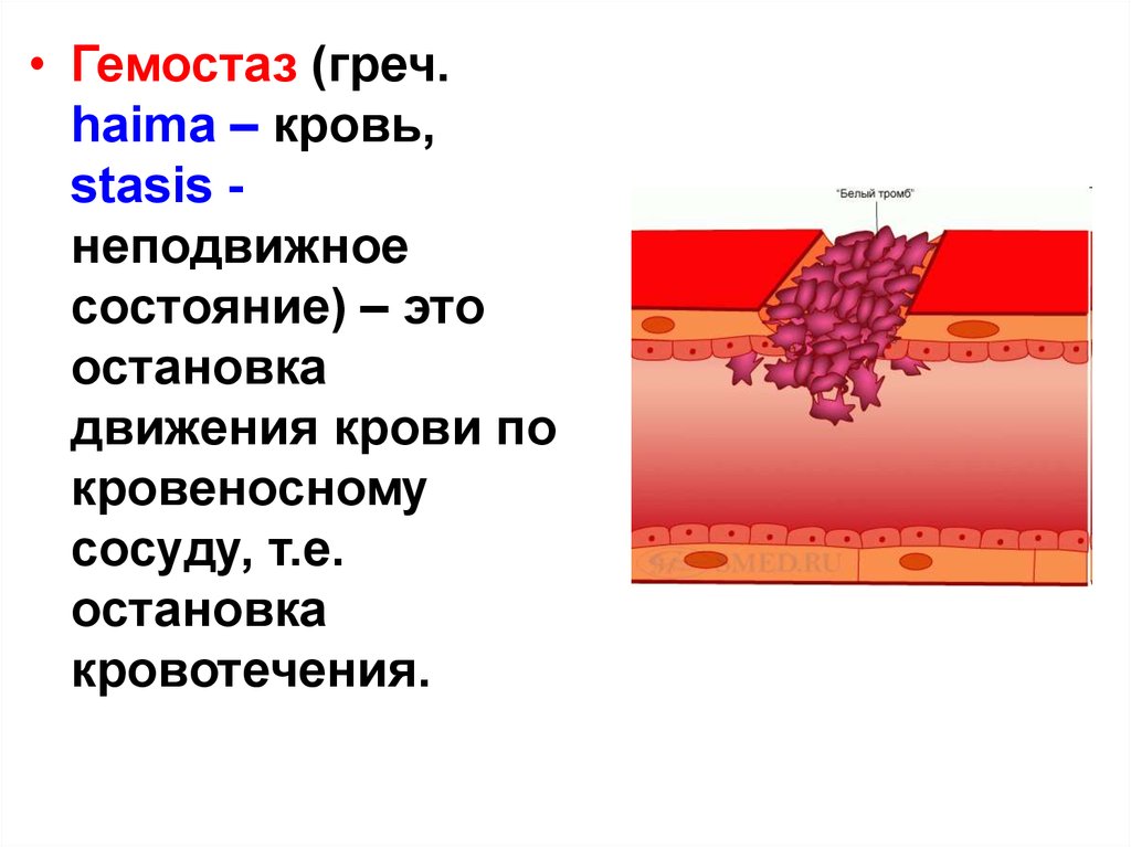 Гемостаз картинки для презентации