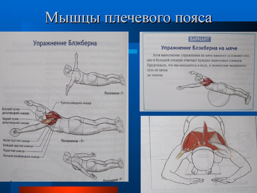 Упражнения для плечевого пояса. Упражнения для мышц плечевого пояса. Упражнения для укрепления мышц плечевого пояса. Упражнения для укрепления мышц спины и плечевого пояса. Упражнения для мышц верхнего плечевого пояса.