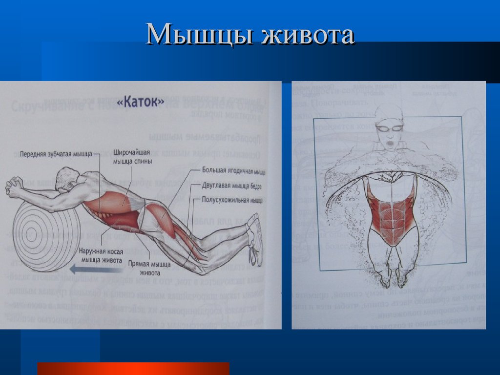 Плавание мышцы. Плавание группы мышц. Группы мышц живота. Мышцы при плавании. Мышцы живота презентация.