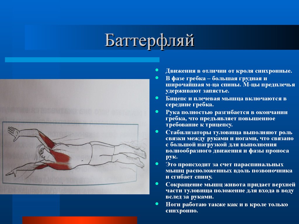 Плавание мышцы. Фазы гребка плавания Баттерфляй. Баттерфляй плавание техника гребка руками. Фазы гребка в кроле. Фазы движения рук в кроле.