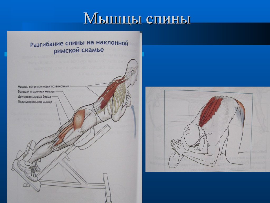 Мышца выпрямляющая. Сгибатели и разгибатели позвоночника. Разгибание спины мышцы. Мышцы сгибания разгибания спины. Мышцы разгибатели спины.