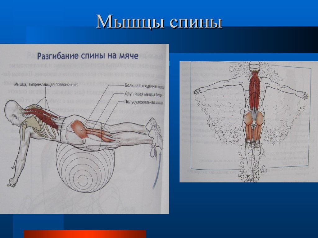 Плавание мышцы. Мышцы спины при плавании. Разгибание спины мышцы. Мышцы работающие при плавании на спине. Плавание группа мышц поясницы.