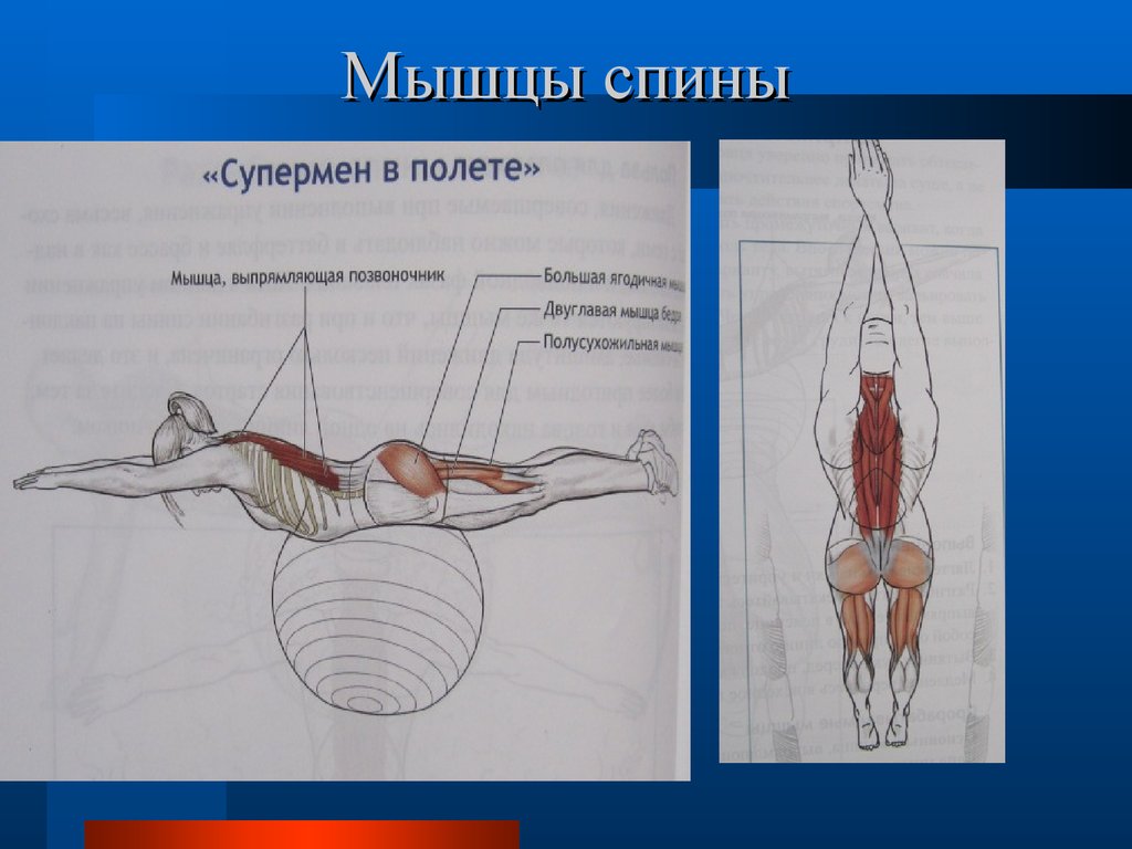 Позвоночник мышцы спины. Мышца выпрямляющая позвоночник. Мышца выпрямляющая позвоночник упражнения. Упражнения для спины для мышцы выпрямляющей позвоночник. Мышца разгибающая позвоночник.