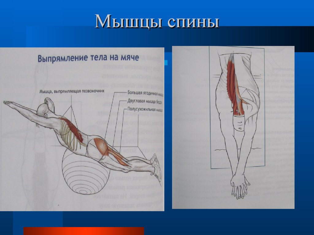 Плавание и мышцы тела. Плавание мышцы. Плавание мышцы задействованы. Какие мышцы при плавании. Плавание работа мышц.