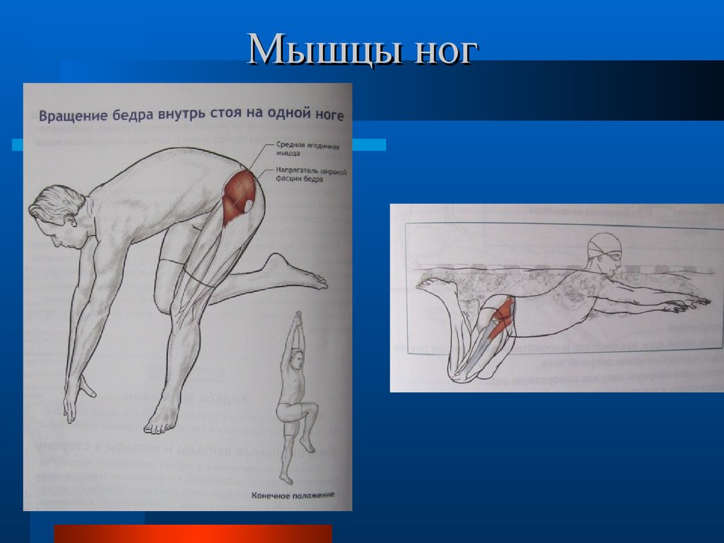 Мышцы вращающие бедро кнаружи