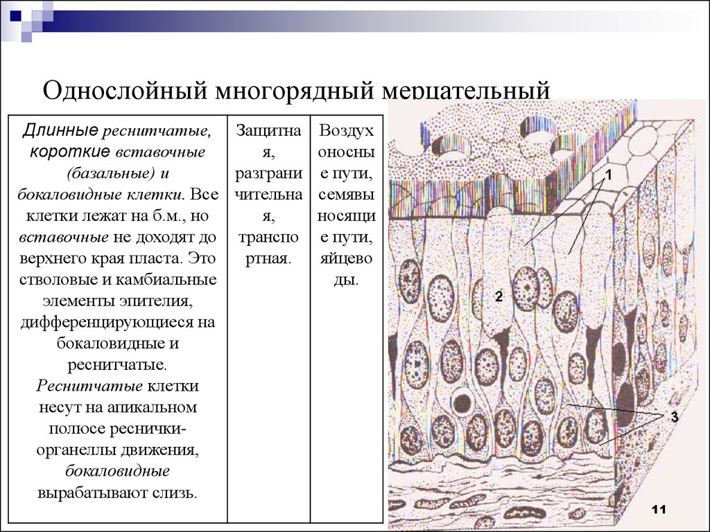 К соединительной ткани относится выберите 3