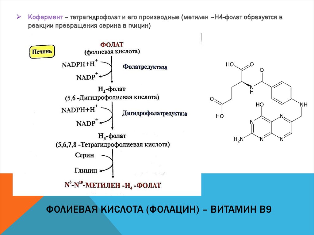 Синтез кофермента. Синтез фолиевой кислоты схема. Реакции с участием витамина в9. Витамин в9 биохимия. Кофермент витамина в9.