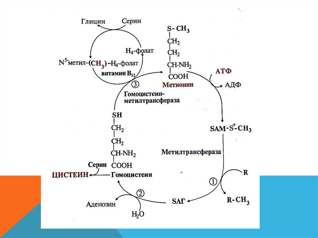 Гомоцистеин биохимия. Схема метаболизма метионина. Метаболизм витамина а биохимия. Метаболизм гомоцистеина биохимия. Цикл регенерации метионина.