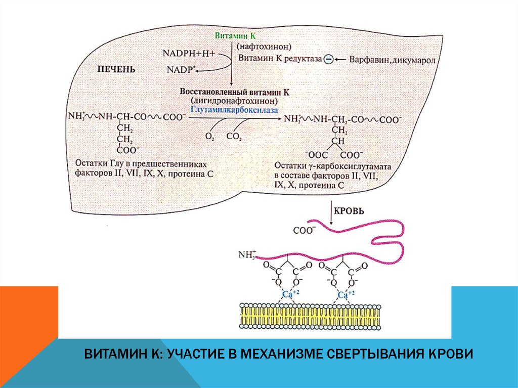 Свертывание крови печень