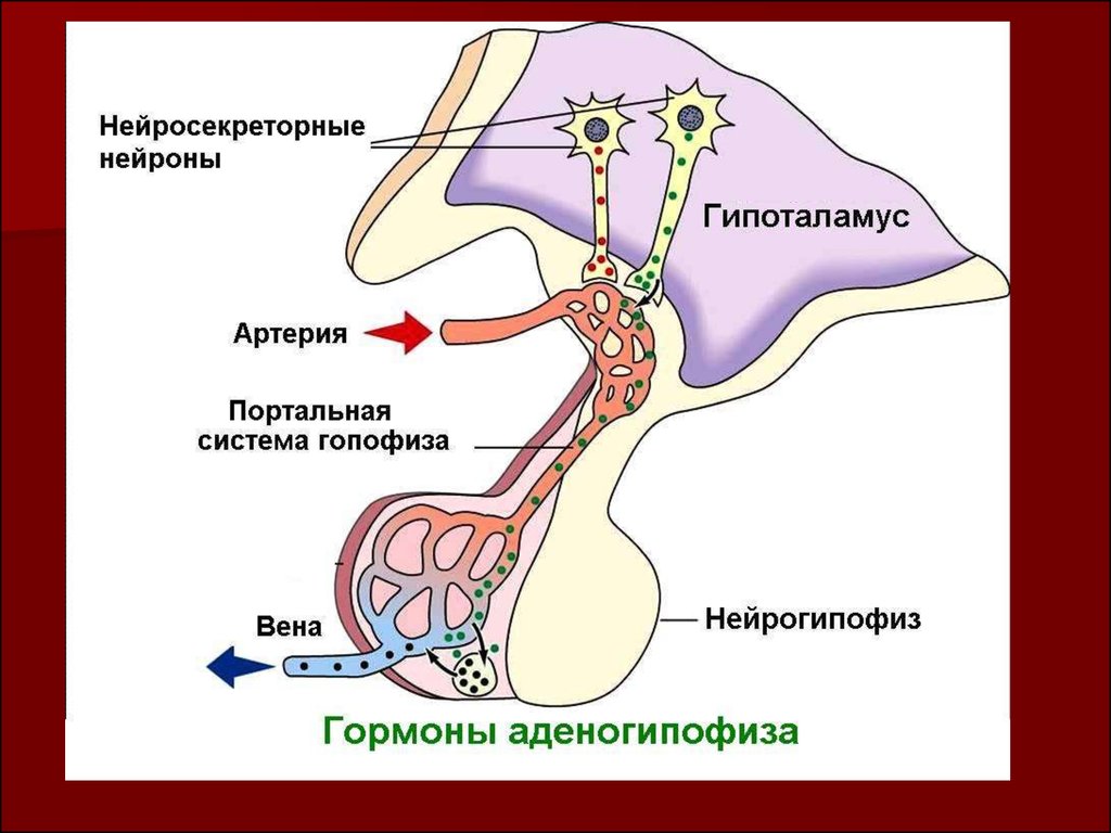 Артерии гипофиза. Нейросекреторные ядра гипоталамуса Нейроны. Нейросекреторные ядра гипоталамуса гормоны. Нейросекреторный синапс. Гипоталамо-гипофизарная система физиология.