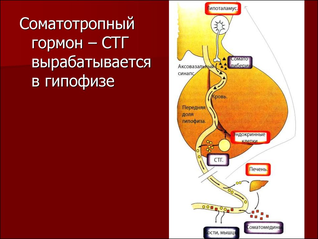 Соматотропный гормон презентация биохимия