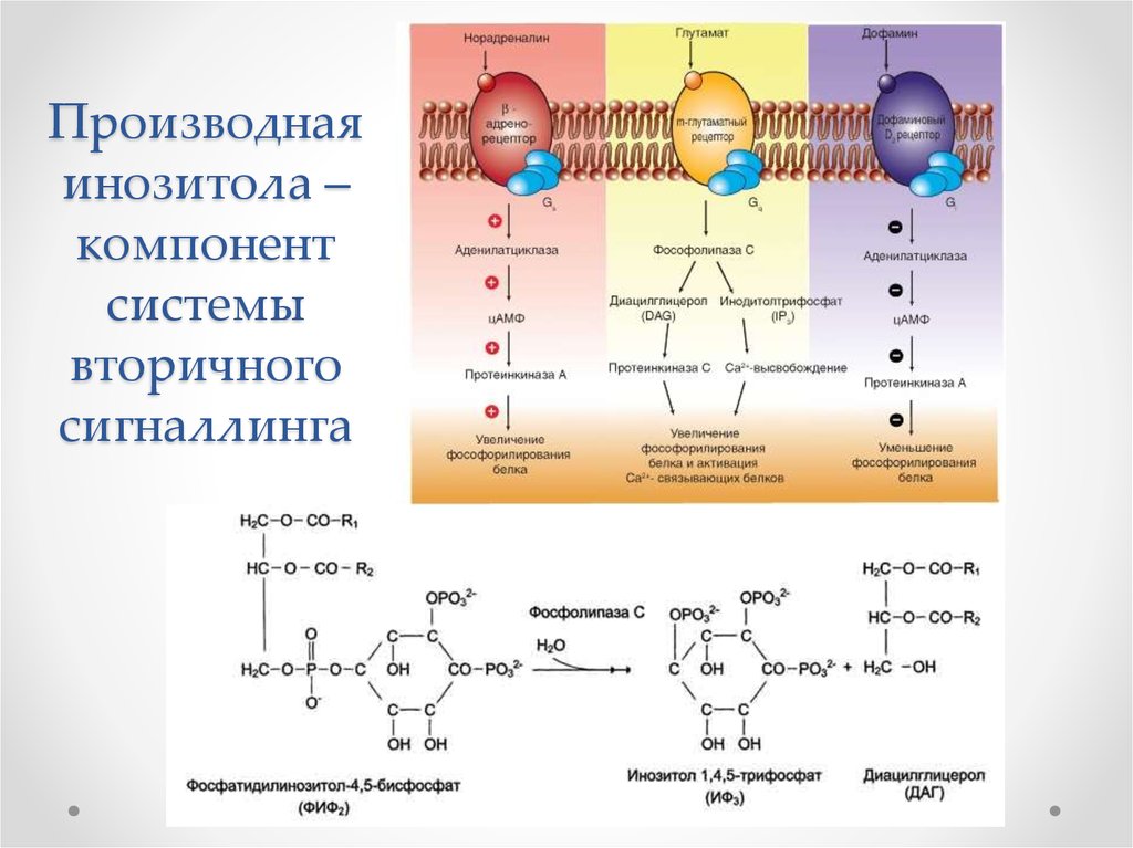 Производная инозитола – компонент системы вторичного сигналлинга