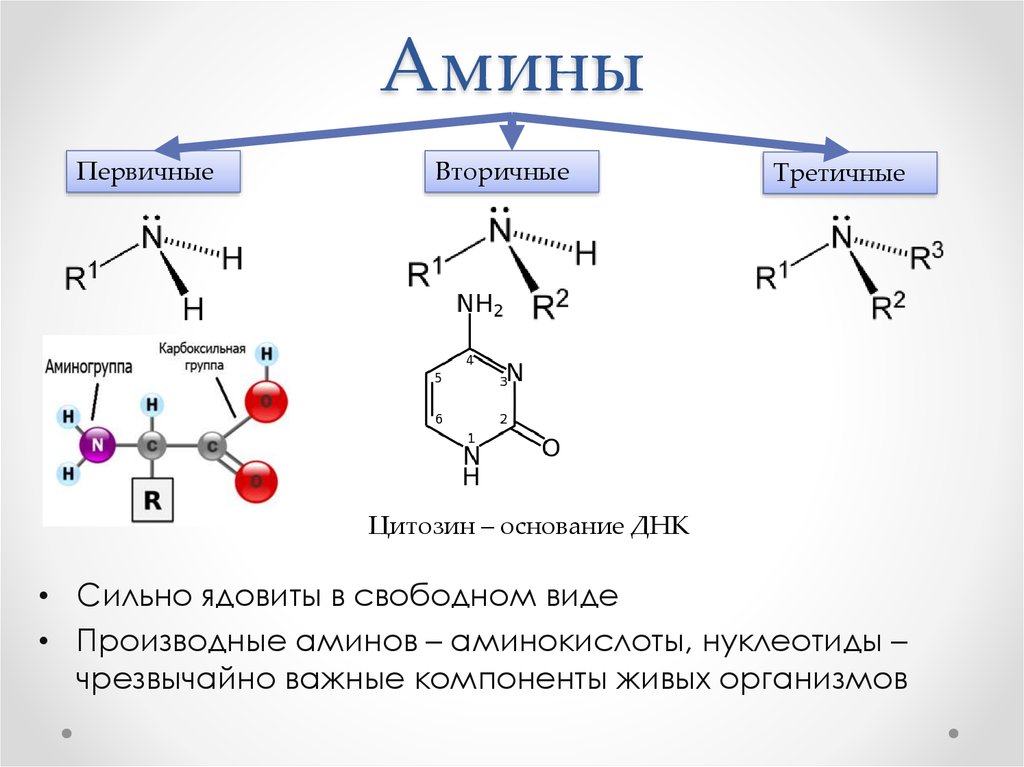 Классификация аминов схема