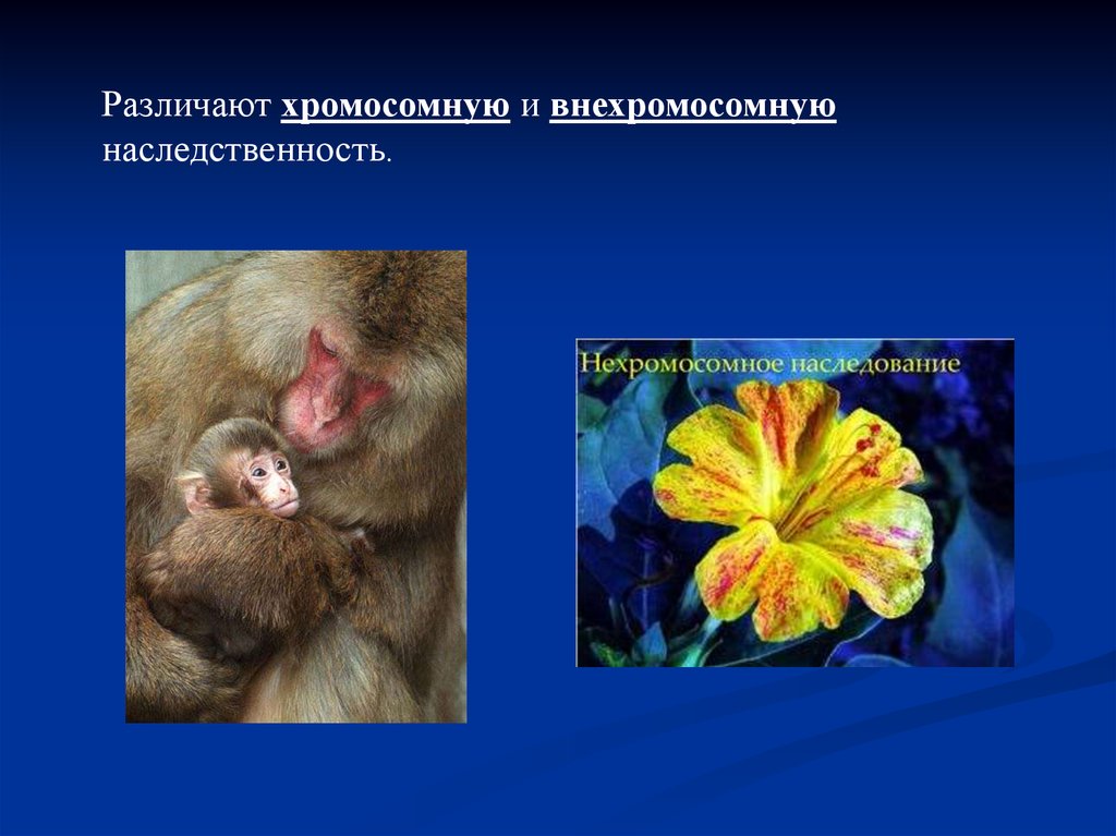 Дайте определение понятий наследственность и изменчивость. Наследственность различают. наследственность животных доклад. наследственность инстинкты людей и животных. виды наследственности хромосомная внехромосомная.