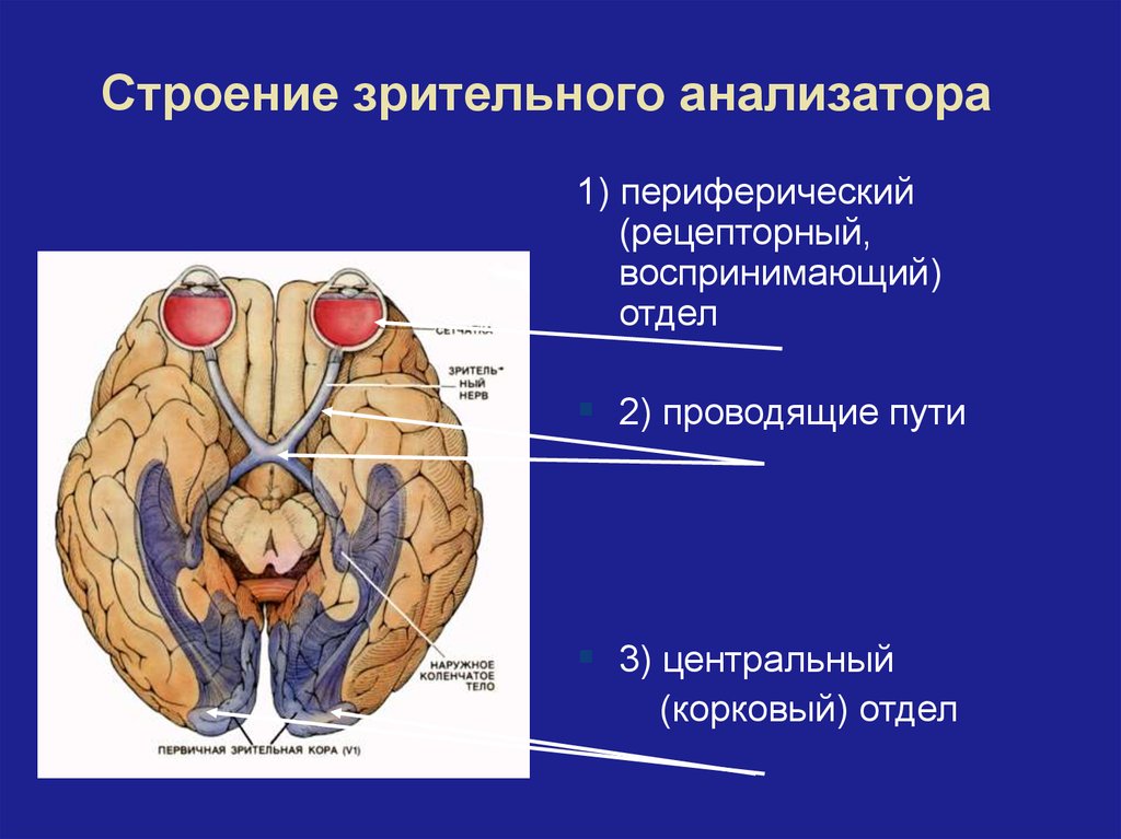 Структуры периферического отдела зрительного анализатора