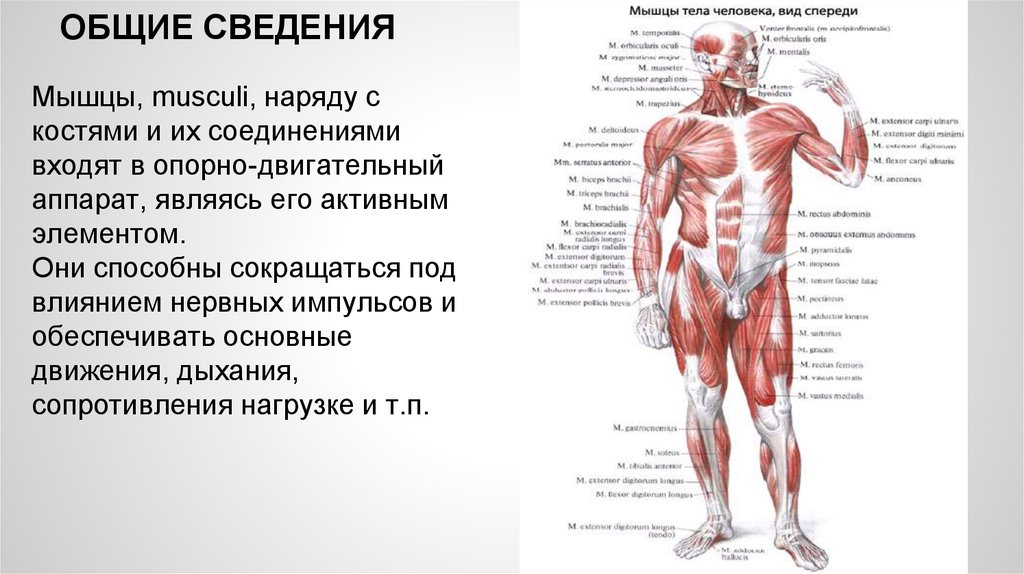 Мышечная система какие органы входят. Общие сведения о мышцах. Опорно-двигательный аппарат человека мышцы. Мышцы человека Общие сведения. Сообщение о мышцах.