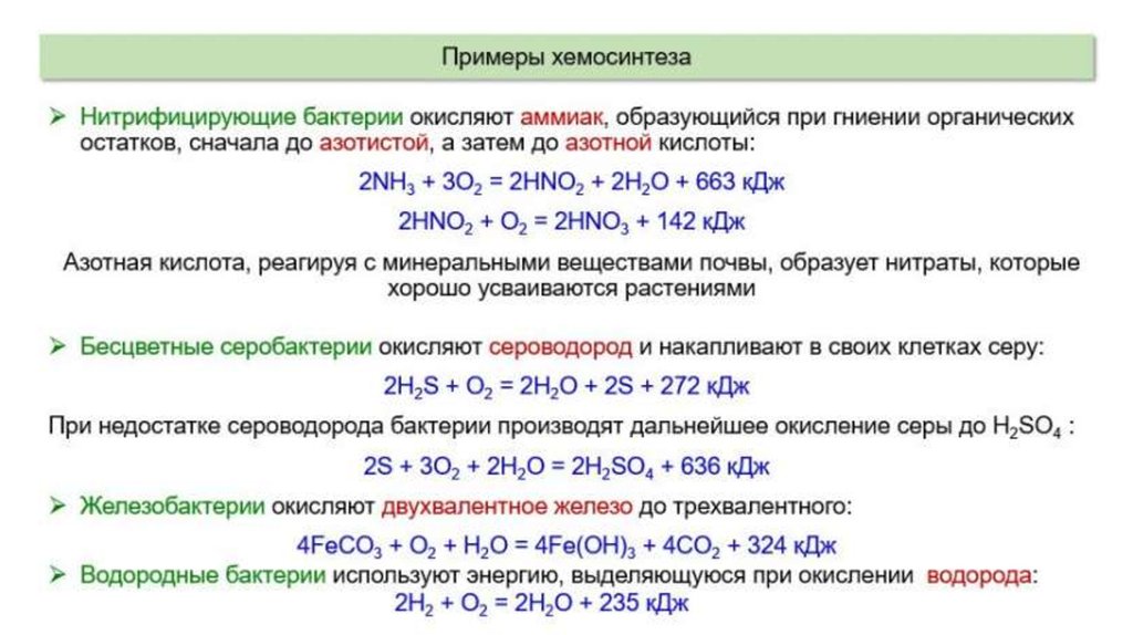 Фотосинтез и хемосинтез презентация 9 класс биология