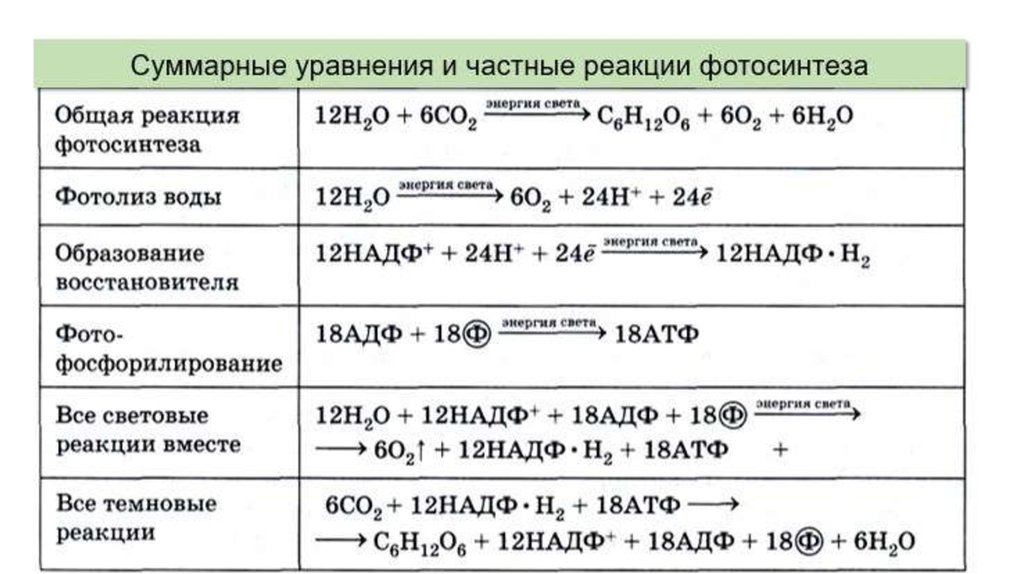 Побочным продуктом световых реакций фотосинтеза является