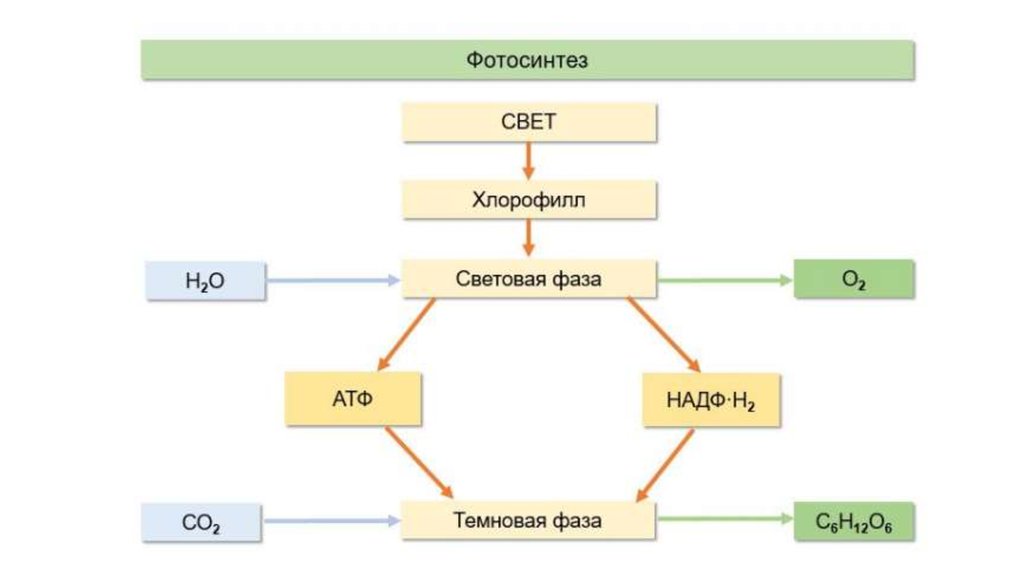 Схема фотосинтеза для егэ