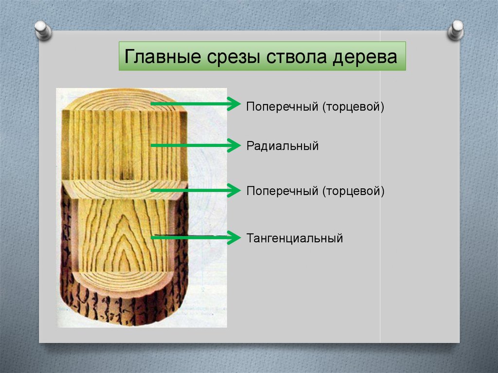 Какая функция у волокон древесины. Радиальный тангенциальный поперечный срез древесины. Разрез дерева поперерчный ражиальный тангенсальный. Тангентальный разрез древесины сосны. Срезы дерева поперечный радиальный тангенциальный.