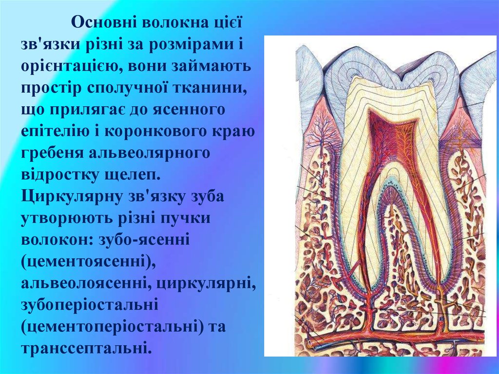 Схема структурной организации периодонтальной связки