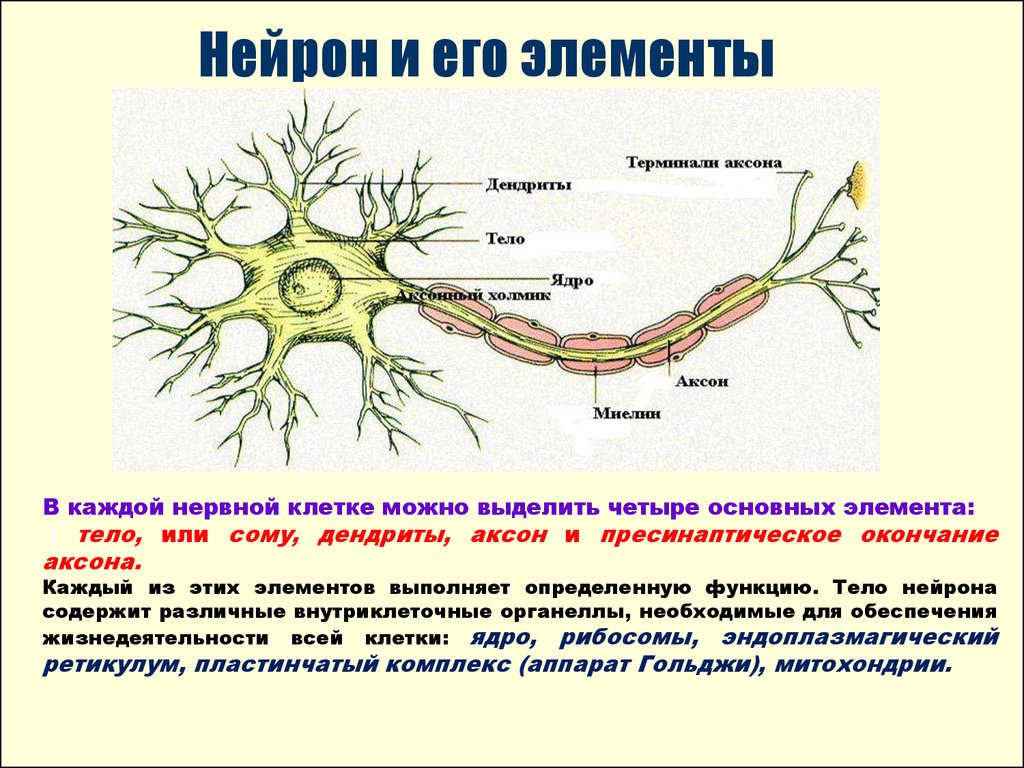 Биология нервные клетки. Строение аксона нервной клетки. Нервная система строение нейрона. Структура нейрона и его функции. Общее строение нейрона.