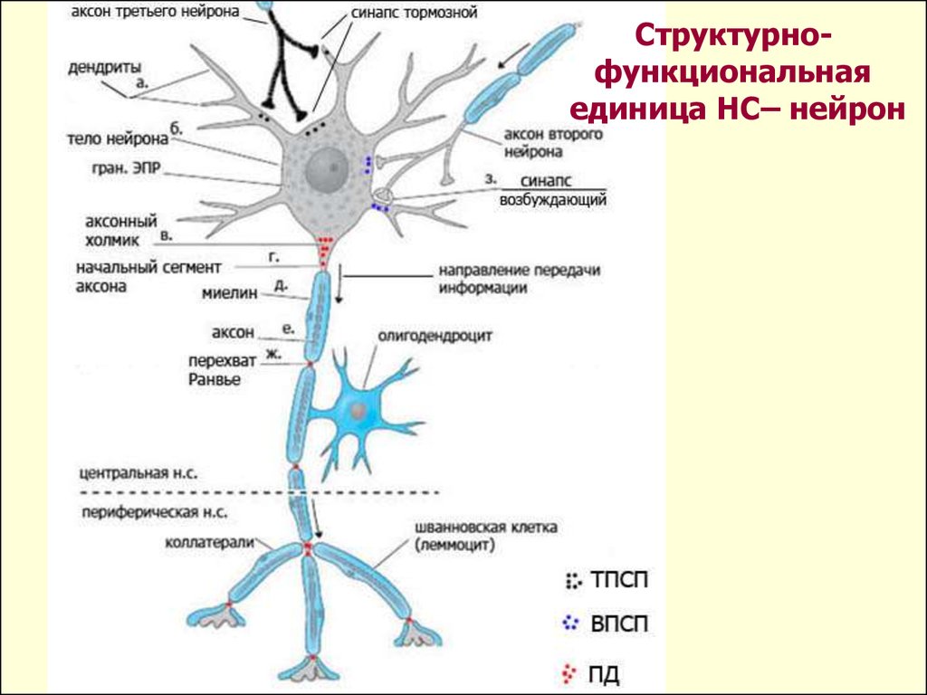 Импульс мозг аксон. Нейроны аксоны дендриты синапсы. Дендрит синапс Аксон тело нейрона порядок. Аксон дендрит синапс. Нейрон Аксон дендрит.