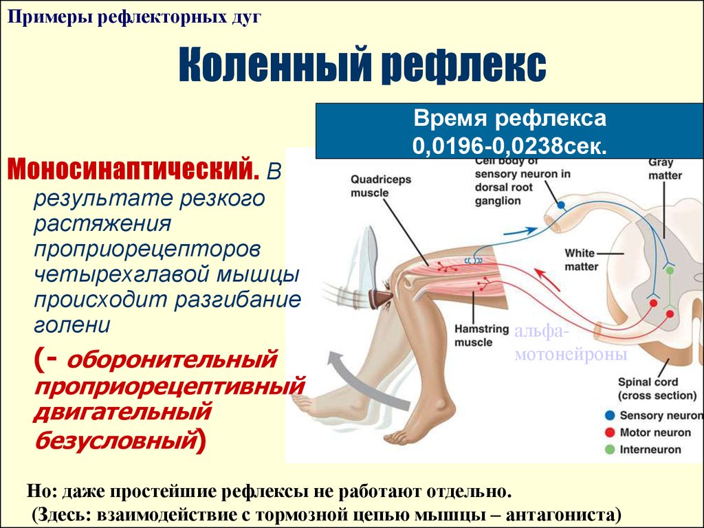 Примеры рефлекторных актов. Центральное звено коленного рефлекса. Рефлекторная дуга разгибательного коленного рефлекса. Моносинаптическая рефлекторная дуга. Проприоцептивный коленный рефлекс.