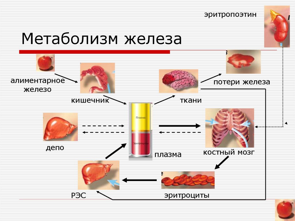 Печень и железо в крови. Железодефицитная анемия проявления. Железа в гемоглобине в организме. Метаболизм железа в организме.