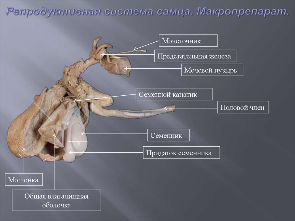 Клиническая анатомия предмет