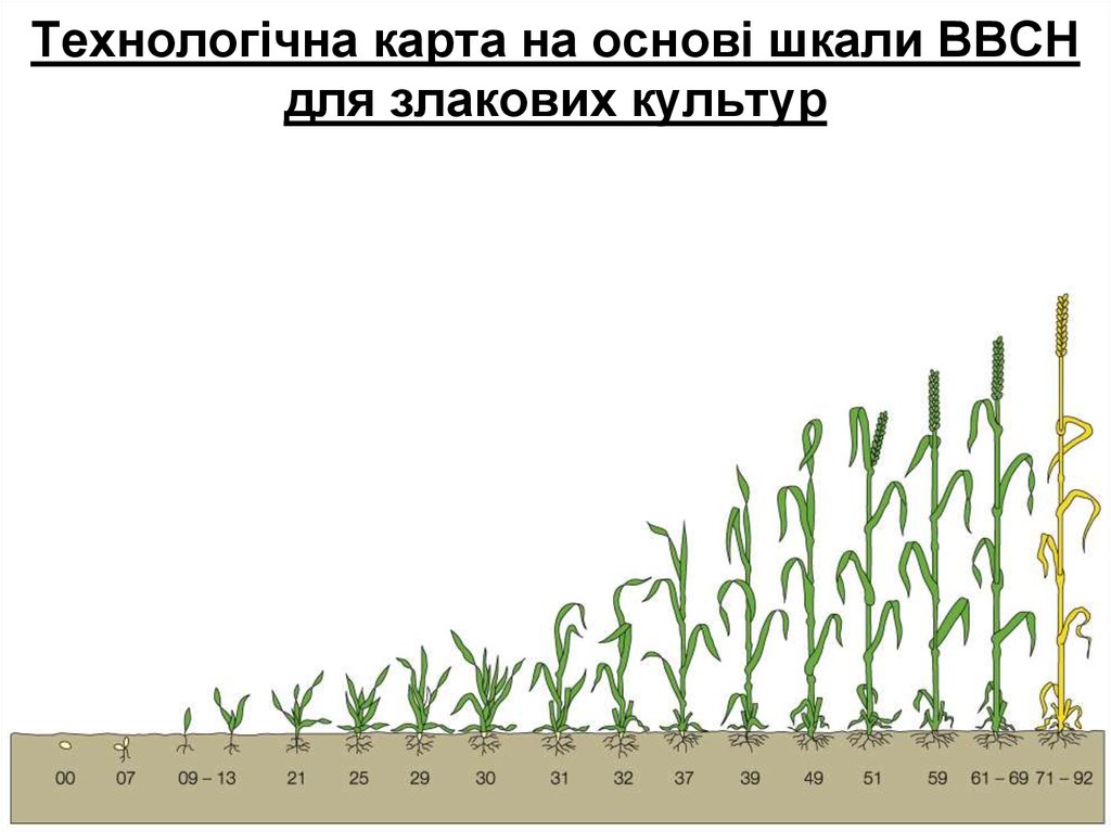 За сколько дней пшеница. Фазы вегетации озимой пшеницы. Фазы роста озимой пшеницы. Фазы формирования озимой пшеницы. Фазы развития пшеницы ВВСН.