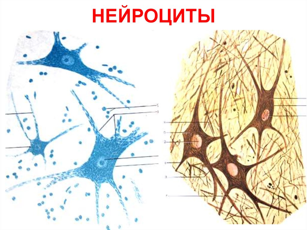 Нервная ткань гистология. Строение нейроцита гистология. Нейроцит гистология препарат. Нервная ткань нейроциты. Нейроциты это строение гистология.