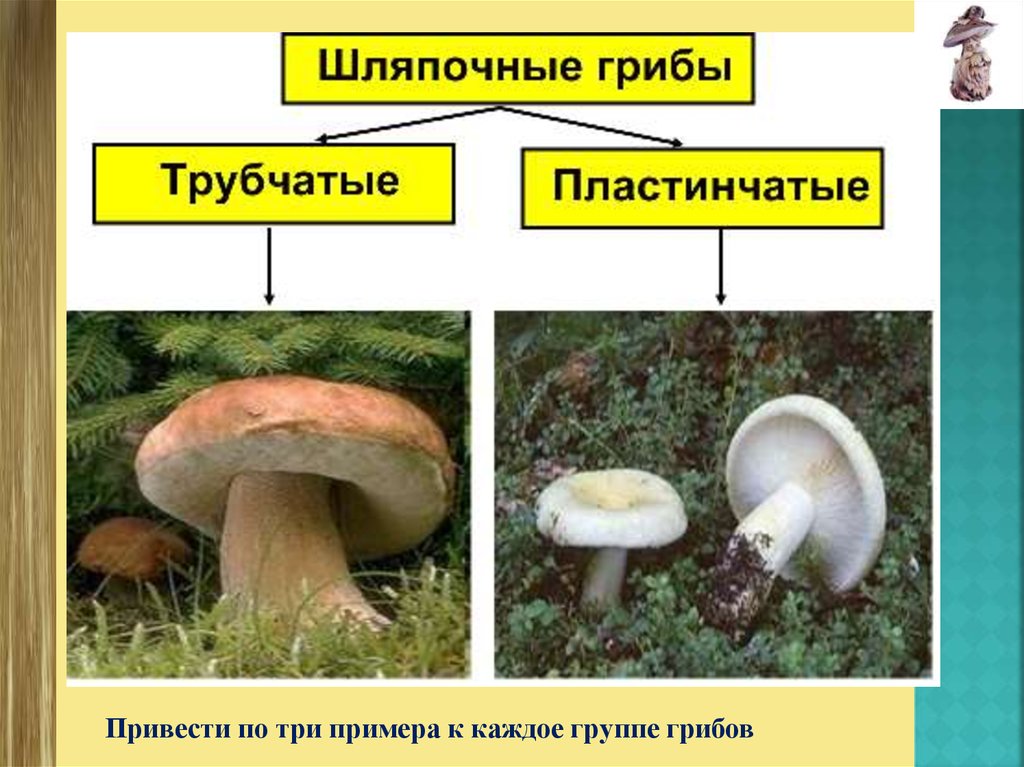 Какое основание позволило разделить грибы. Шляпочные грибы. Трубчатые и пластинчатые грибы таблица. Названия шляпочных грибов. Разнообразие шляпочных грибов.