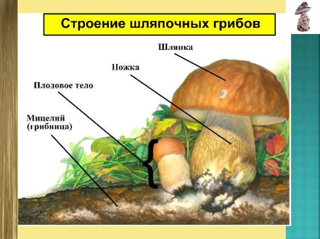 Грибы имеют корни. Грибы строение шляпочных грибов. Шляпочные грибы грибница строение. Строение гриба Боровика. Строение шляпочного гриба.
