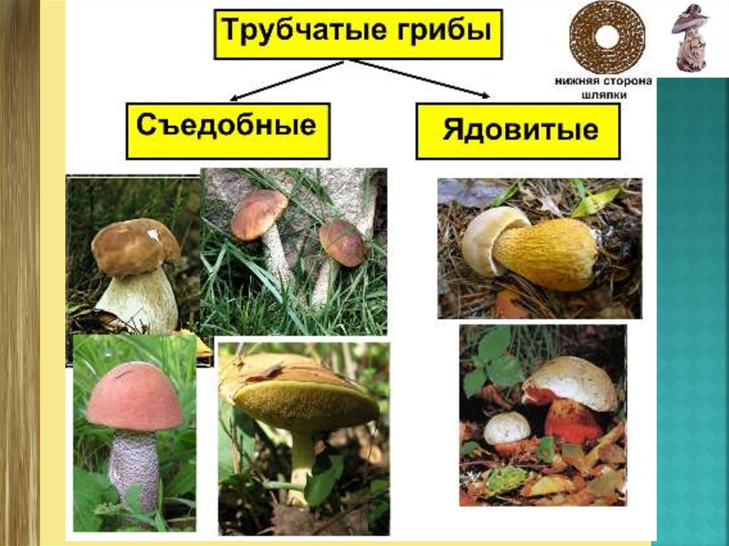 Группы грибов 6 класс биология. Многообразие грибов. Презентация на тему "разнообразие грибов". Презентация по теме разнообразие грибов. Сообщение многообразие грибов.