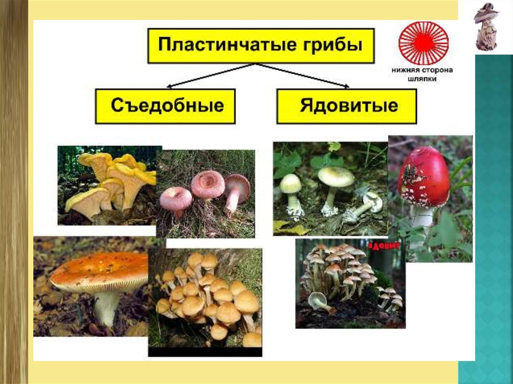 Каковы признаки грибов 5 класс. Пластинчатые грибы ядовитые. Разнообразие грибов картинки. Разнообразие грибов схема. Многообразие грибов 7 класс.