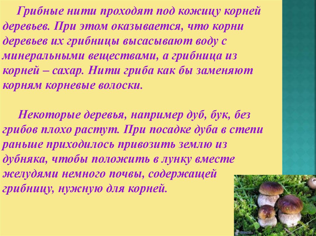 Презентация многообразие грибов их роль в природе и жизни человека