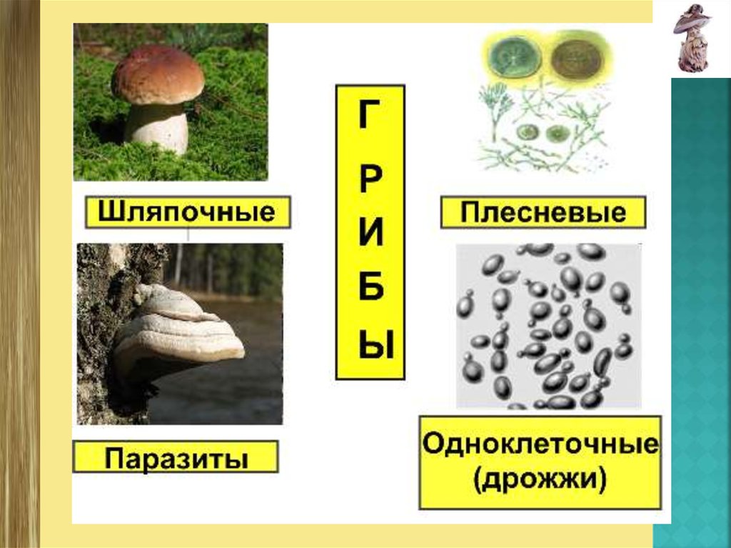 Шляпочные грибы биология 5. Многообразие грибов. Строение и многообразие грибов. Грибы 6 класс биология. Грибы 5 класс.