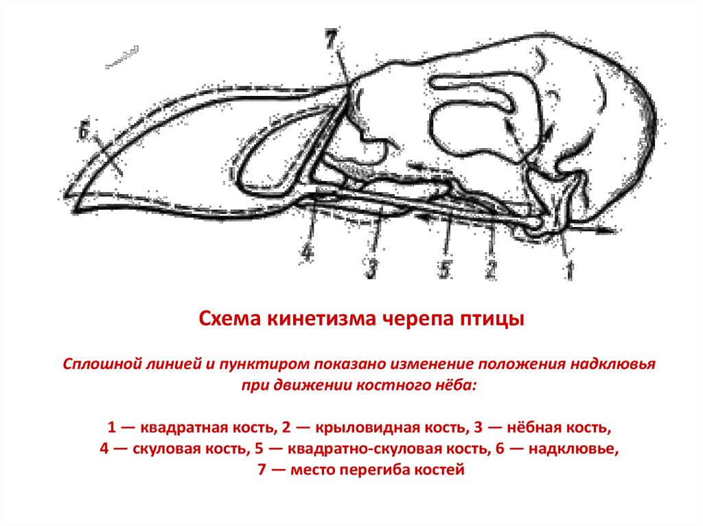 Функции черепа у птиц