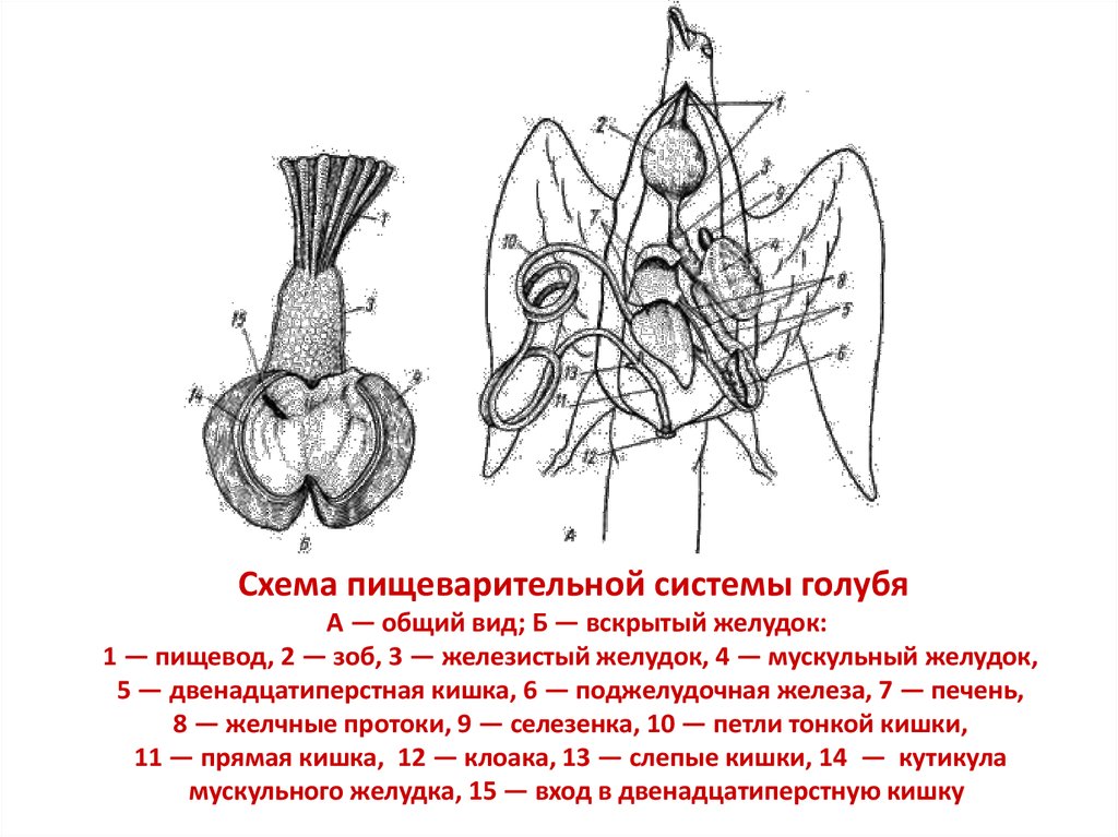 Схема пищеварительной системы птицы рисунок