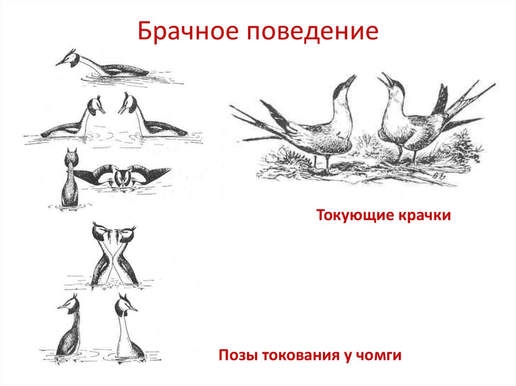 Брачное поведение птиц презентация