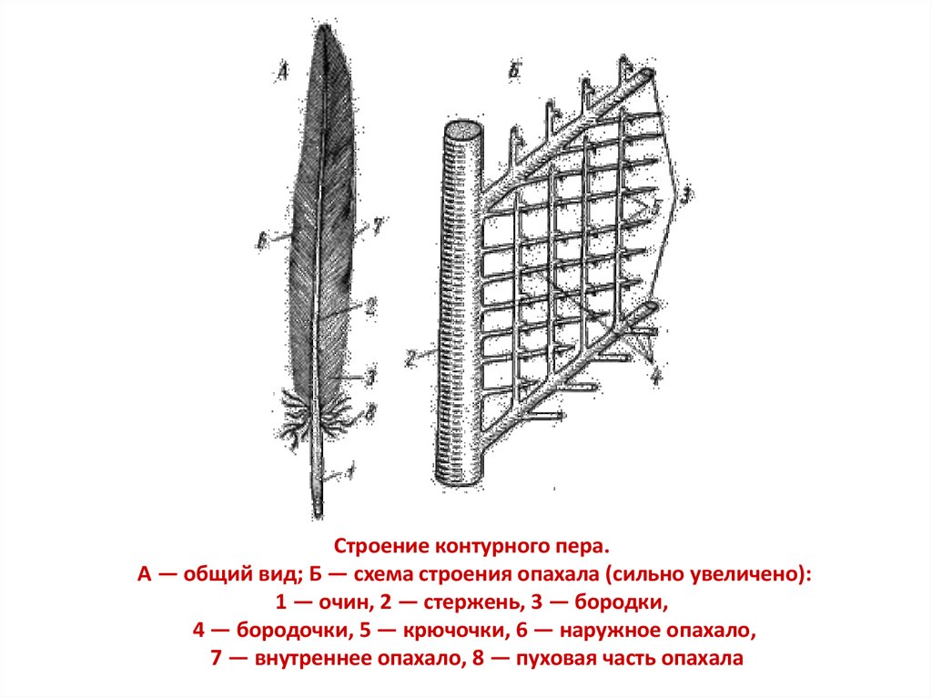 Контурное перо птицы строение и рисунок основные части