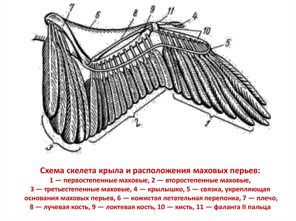 Расположение перьев у птиц. Схема скелета крыла и расположения маховых перьев. Строение крыла птицы скелет. Маховые Крылья строение. Строение скелета крыла и расположение маховых перьев.
