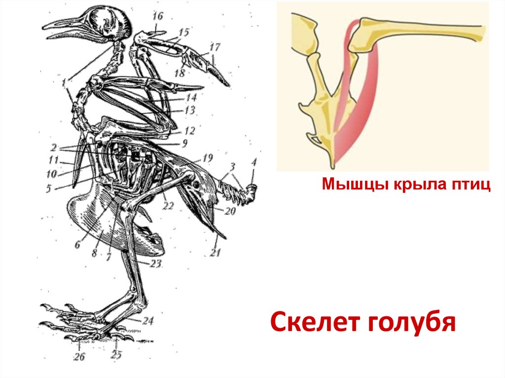 Особенности расположения строения и работы мышц птиц. Скелет голубя. Скелет птицы голубя. Скелет и мышцы птиц. Скелет птицы рисунок.